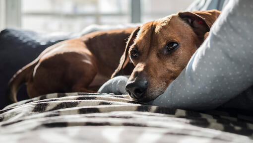 Can puppies catch a cold store from humans